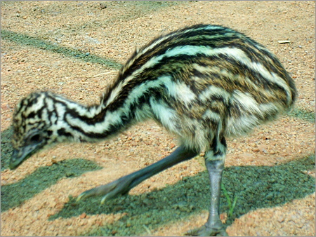 EMU फार्म