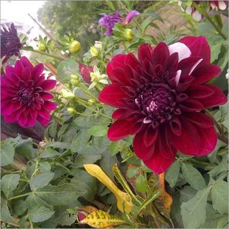 डाहलिया के फूल के पौधे