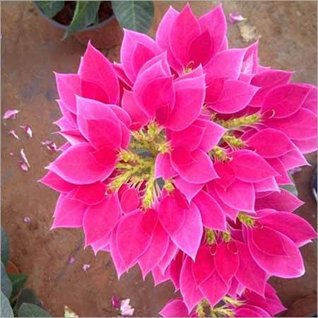 पॉइंसेटिया पौधे