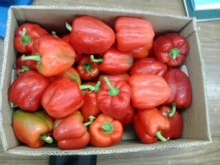 लाल शिमला मिर्च