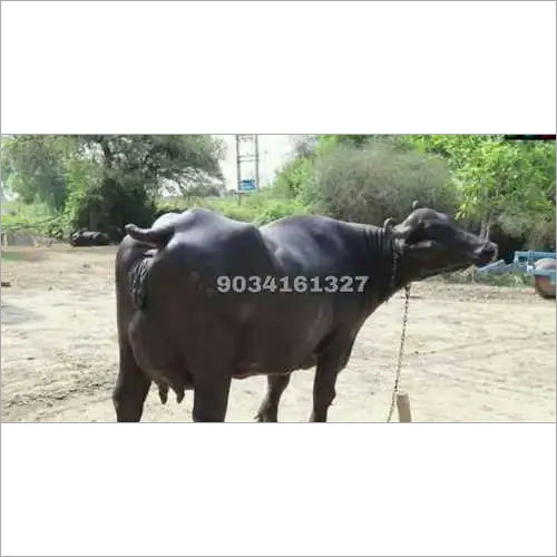 जेट ब्लैक इंडियन डेयरी फार्मिंग मुर्रा भैंस
