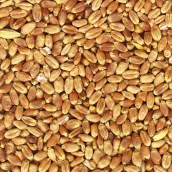Broken Wheat - Dalia
