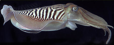 Cuttlefish