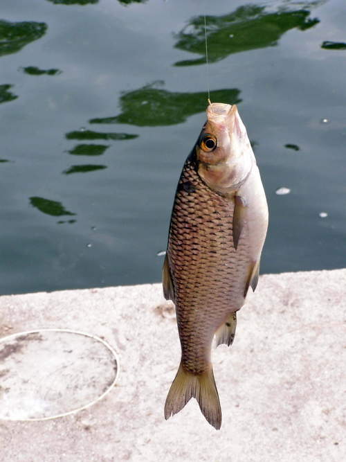 River Fresh Fish