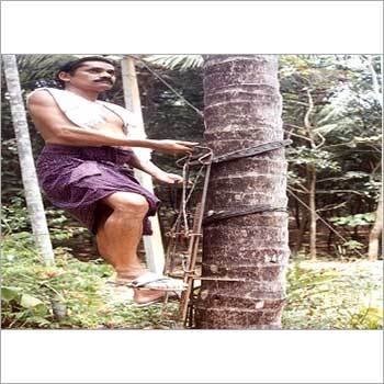 नारियल के पेड़ पर चढ़ने वाला