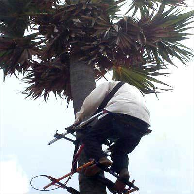 नारियल / ताड़ के पेड़ पर चढ़ने का उपकरण