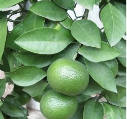 सिट्रोन्स