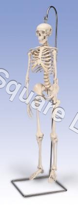 Miniature-skeleton