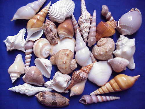 Sea Shell