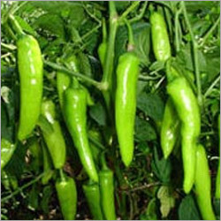 ताज़ी हरी मिर्च