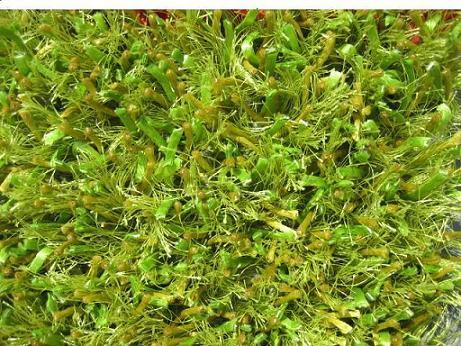 पॉलीएस्टर मिक्स शैगी गलीचे