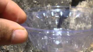 डिस्पोजेबल सिल्वर कोटेड पेटल डोना फार्मिंग