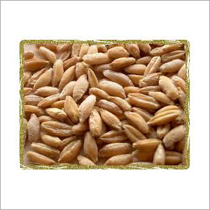 ताज़ा ट्रिटिकेल