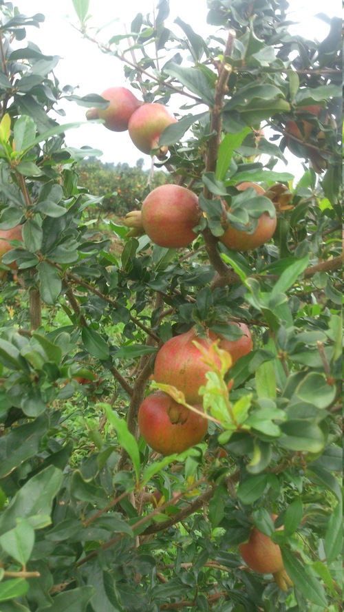 ताजा भारतीय अनार