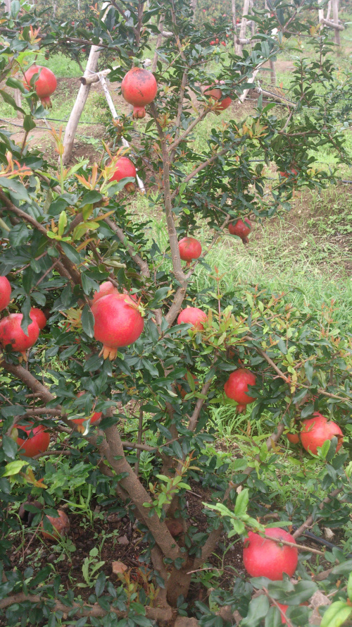 स्वस्थ अनार