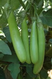 लंबा हरा बैंगन