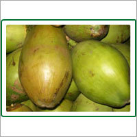 वॉटरली नारियल