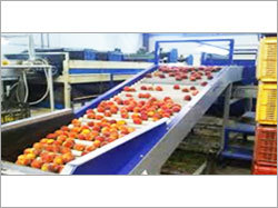 Feeding Cum Sorting Conveyor