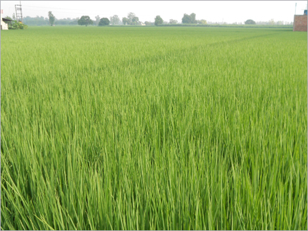 Nutritious Wheat Seeds
