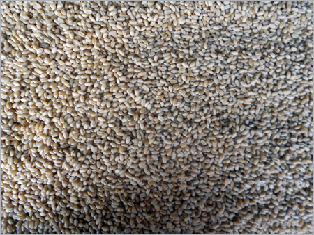 Whole Wheat Seed