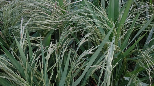 Basmati Paddy Seeds