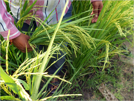 Fresh Paddy Seeds