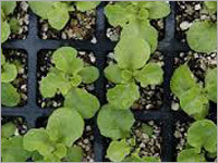 एग्रो एक्सफोलीएटेड वर्मीकुलाइट