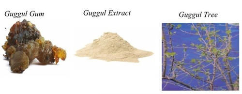 कम्फीफॉरा मुकुल