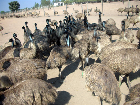 EMU पक्षी