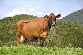 Jersey Cow