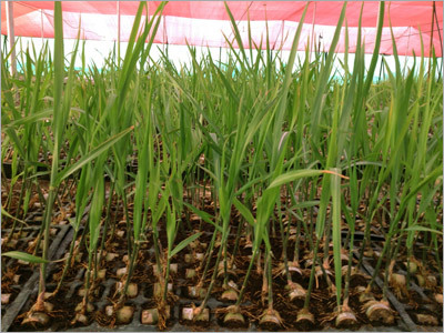 Nursery Franchisee