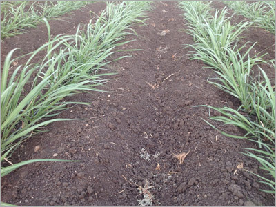 Agriculturalist Solutions