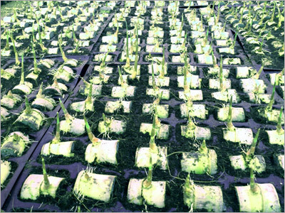 Plantation Solution
