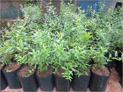 Nursery Plants Projects Solution