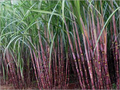 Horticulture Development Service