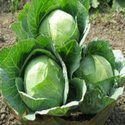 Vegetable Plants Solution