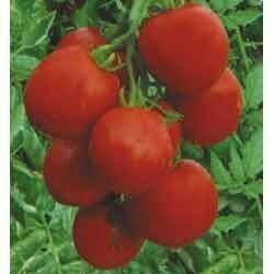 Agricultural Farming Service