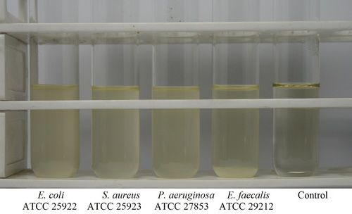 Nutrient Broth