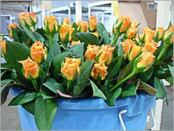 Fresh Flower Bunch