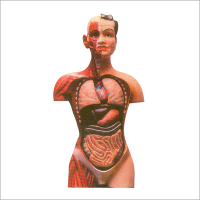 Human Body Model - Synthetic Plastic, Ideal for Medical Education | Easy Maintenance, Widely Used in Clinics and Hospitals