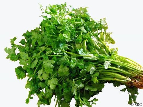 Coriander Leaves