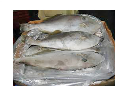 लेदर जैकेट फिश