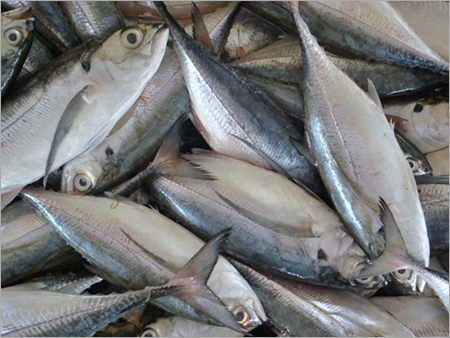 भारतीय मैकेरल मछली