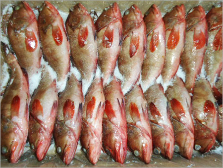 जमी हुई रीफ कॉड मछली