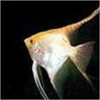 Gold Fish