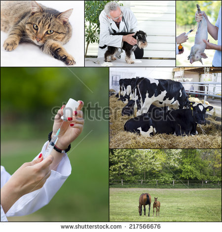 मणिपुर में पशु चिकित्सा फार्मा वितरक