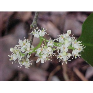 अमरीस ऑयल एज ग्रुप: ऑल एज ग्रुप