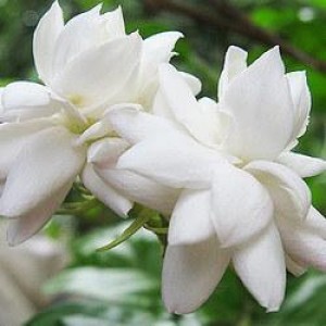 Vaibhav Perfumery Attar Mogra