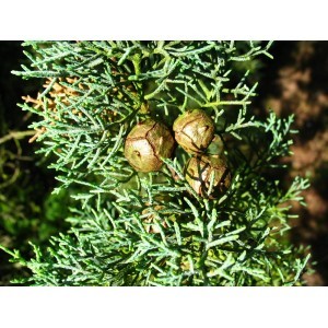 सरू का तेल आयु समूह: सभी आयु वर्ग