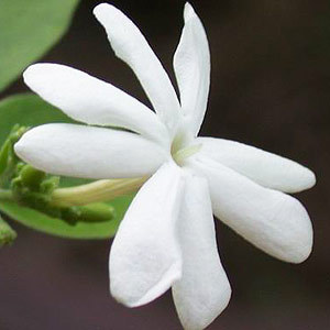 Vaibhav Perfumery Juhi Attar